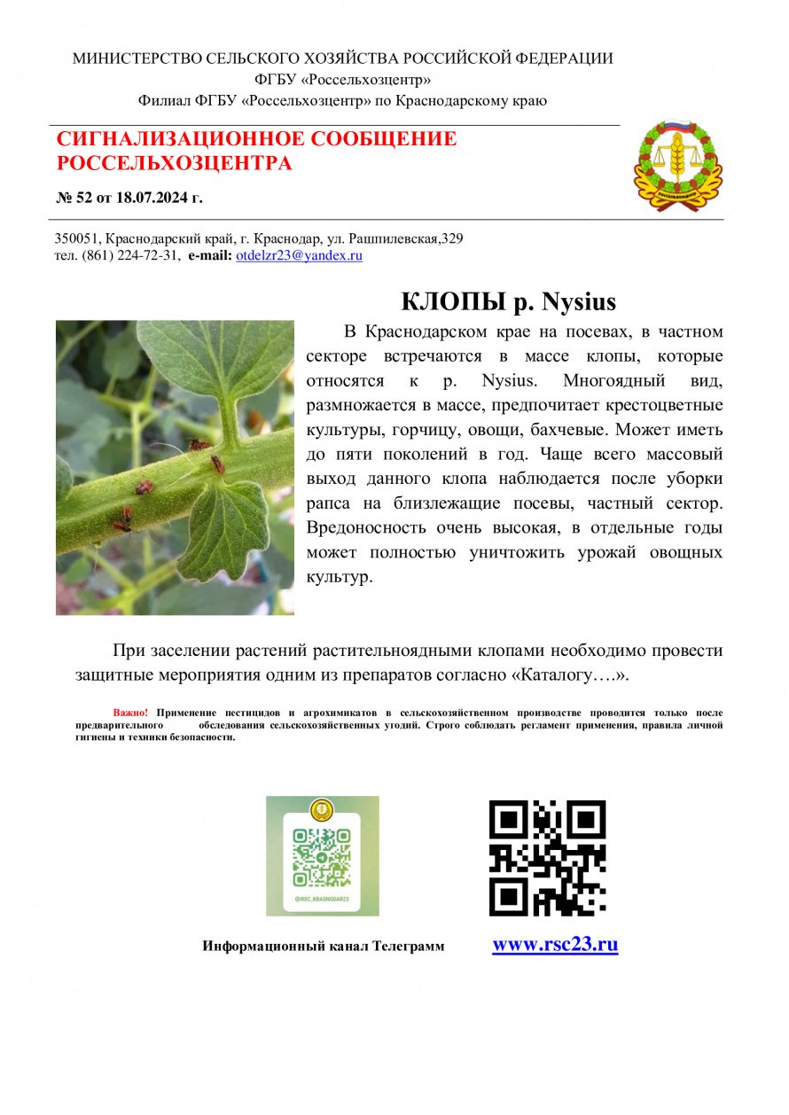 Внимание!!! КЛОПЫ р. Nysius